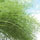 �C�`���[�o�[